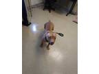 Adopt Red Pepper a Red/Golden/Orange/Chestnut American Pit Bull Terrier / Mixed