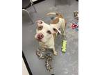 Adopt BuddyPop a White American Pit Bull Terrier / Mixed dog in Evans