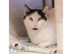 Adopt POLAR a White (Mostly) Domestic Shorthair (short coat) cat in Tucson