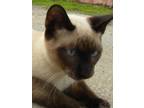 Adopt Doodle a Tan or Fawn (Mostly) Siamese / Mixed (short coat) cat in San