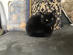 Adopt Max a All Black American Shorthair / Mixed (short coat) cat in Saint Clair
