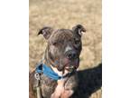 Adopt Storm a Brindle Pit Bull Terrier / Mixed dog in Millersville