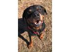 Adopt Polo a Rottweiler / Mixed dog in Millersville, MD (33745738)