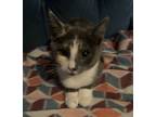 Adopt Croissant a Calico or Dilute Calico Calico / Mixed (short coat) cat in