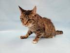 Adopt Ruffles a Brown or Chocolate Domestic Shorthair / Mixed cat in Coon