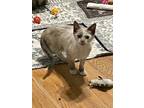Adopt Lumine a Tan or Fawn Siamese / Domestic Shorthair / Mixed cat in