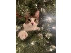Adopt Bean a Brown Tabby Domestic Mediumhair / Mixed (medium coat) cat in