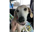 Adopt Sasha a White - with Black Beagle / Treeing Walker Coonhound dog in