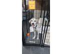 Adopt Casper a Tricolor (Tan/Brown & Black & White) Great Pyrenees dog in