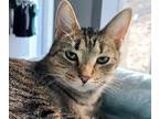 Adopt Mabel a Brown or Chocolate (Mostly) Domestic Shorthair / Mixed cat in
