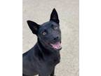 Adopt Tank a Black Shepherd (Unknown Type) / Husky / Mixed dog in Columbia City