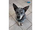 Adopt Pepper a Black - with White Blue Heeler dog in Loveland, CO (33740228)