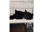 Adopt Leon a All Black Domestic Shorthair / Domestic Shorthair / Mixed cat in