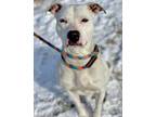 Adopt Reggie a White American Pit Bull Terrier / Mixed dog in Anderson