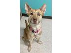 Adopt Sitka a Tan/Yellow/Fawn Husky / Mixed dog in Binghamton, NY (33745330)