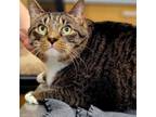 Adopt Hercules a Brown or Chocolate American Shorthair / Mixed cat in Sarasota