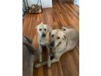 Adopt Kiley & Keanu a Tan/Yellow/Fawn Labrador Retriever / Mixed dog in Bayport