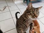 Adopt Bruiser a Tortoiseshell Domestic Shorthair / Mixed (short coat) cat in