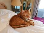 Adopt Turbo a Orange or Red Tabby Domestic Shorthair / Mixed (short coat) cat in