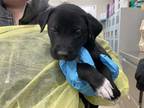 Adopt MILLER a Black - with White Labrador Retriever / Mixed dog in Grand