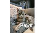 Adopt Paws a Gray, Blue or Silver Tabby Domestic Shorthair / Mixed cat in Anoka