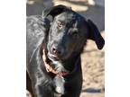 Adopt BEAR-avail 1/29 a Black Mixed Breed (Medium) / Mixed dog in Inverness
