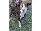 Adopt Sadie a Brindle - with White American Pit Bull Terrier / Mixed dog in