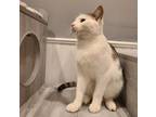 Adopt Crusader a Domestic Shorthair / Mixed cat in Wheaton, IL (33741420)