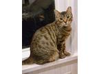 Adopt Dizzy a Domestic Shorthair / Mixed cat in Wheaton, IL (33741422)