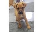 Adopt Beth a Tan/Yellow/Fawn Labrador Retriever / Catahoula Leopard Dog dog in