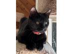 Adopt Neo a Domestic Shorthair / Mixed (short coat) cat in Sewell, NJ (33739261)