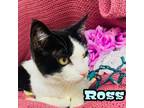 Adopt Ross a All Black Domestic Shorthair / Domestic Shorthair / Mixed cat in