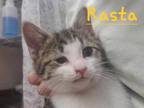 Adopt Rasta a All Black Domestic Shorthair / Domestic Shorthair / Mixed cat in