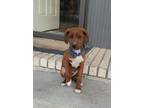 Adopt Roux a Brindle Beagle / Catahoula Leopard Dog / Mixed dog in WAGONER