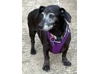 Adopt Onyx a Dachshund dog in Greensboro, NC (33744935)