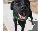 Adopt RIO GRANDE a Black - with White Labrador Retriever / Mixed dog in