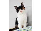 Adopt Sophia a White Domestic Shorthair / Domestic Shorthair / Mixed cat in