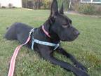 Adopt Brownie a Black Shar Pei / American Staffordshire Terrier / Mixed dog in