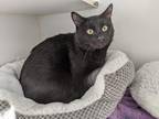 Adopt Hazen a All Black Domestic Shorthair / Mixed cat in Oakland, CA (33741573)