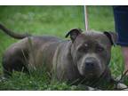Adopt Tennessee a Brown/Chocolate American Pit Bull Terrier / Mixed dog in