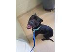 Adopt Levi a Black Mixed Breed (Large) / Mixed dog in Sanford, FL (33744684)