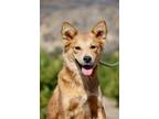 Adopt Tangerine a Tan/Yellow/Fawn Australian Shepherd / Mixed dog in Fillmore