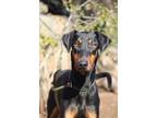 Adopt Jackson a Black - with Tan, Yellow or Fawn Doberman Pinscher / Mixed dog