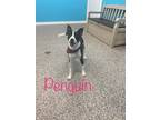 Adopt Penguin a American Pit Bull Terrier / Mixed dog in Kendallville