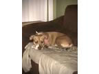 Adopt Harley a White - with Tan, Yellow or Fawn American Pit Bull Terrier dog in