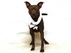 Adopt MACGYVER a Gray/Silver/Salt & Pepper - with White American Pit Bull