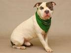 Adopt DOCTOR MEATBALL a White - with Gray or Silver American Pit Bull Terrier /