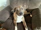 Adopt Cookie a Brindle Boxer / Labrador Retriever / Mixed dog in Lima