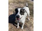 Adopt Finn a White - with Brown or Chocolate Dalmatian / Pointer / Mixed dog in