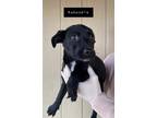 Adopt Kaboodle a Black Labrador Retriever dog in Hudson, NH (33744385)